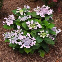 Tuff Stuff Ah-Ha® Hydrangea Shrub 14 Tuff Stuff Ah-Ha® Hydrangea Shrub -Blooming Yard tuff stuff ah ha hydrangea 7 FGT