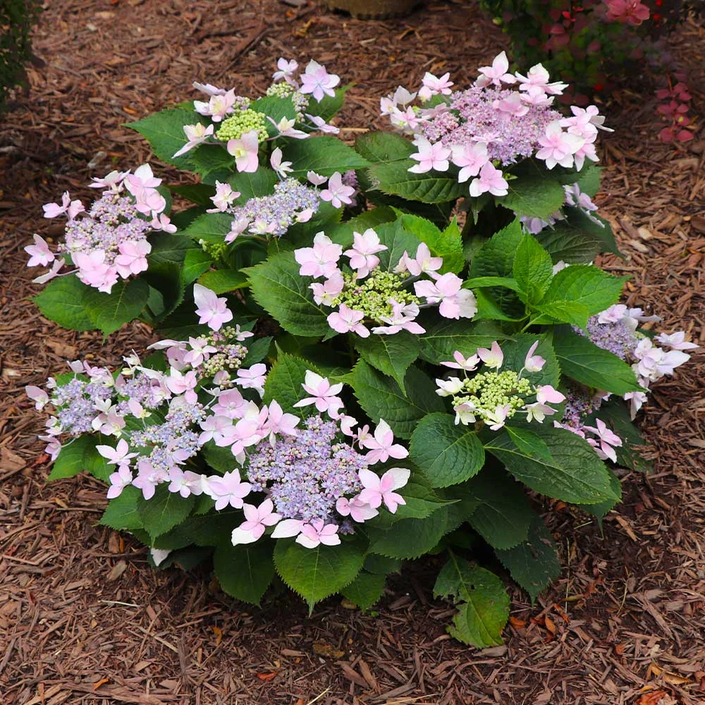 Tuff Stuff Ah-Ha® Hydrangea Shrub 8 Tuff Stuff Ah-Ha® Hydrangea Shrub - Image 6