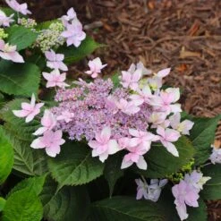 Tuff Stuff Ah-Ha® Hydrangea Shrub 15 Tuff Stuff Ah-Ha® Hydrangea Shrub -Blooming Yard tuff stuff ah ha hydrangea 8
