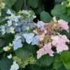 Tuff Stuff Ah-Ha® Hydrangea Shrub 1 Tuff Stuff Ah-Ha® Hydrangea Shrub -Blooming Yard tuff stuff ah ha hydrangea FGT 600x600 390b118f f30b 4b65 9713 c5642e03702f
