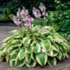 Wide Brim Hosta -Blooming Yard wide brim hosta 600x600 82c20dde 9a78 443b 8c87 1eab0aa78f7c