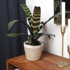 Zebra Plant In Decorative Pot -Blooming Yard zebra jute 4