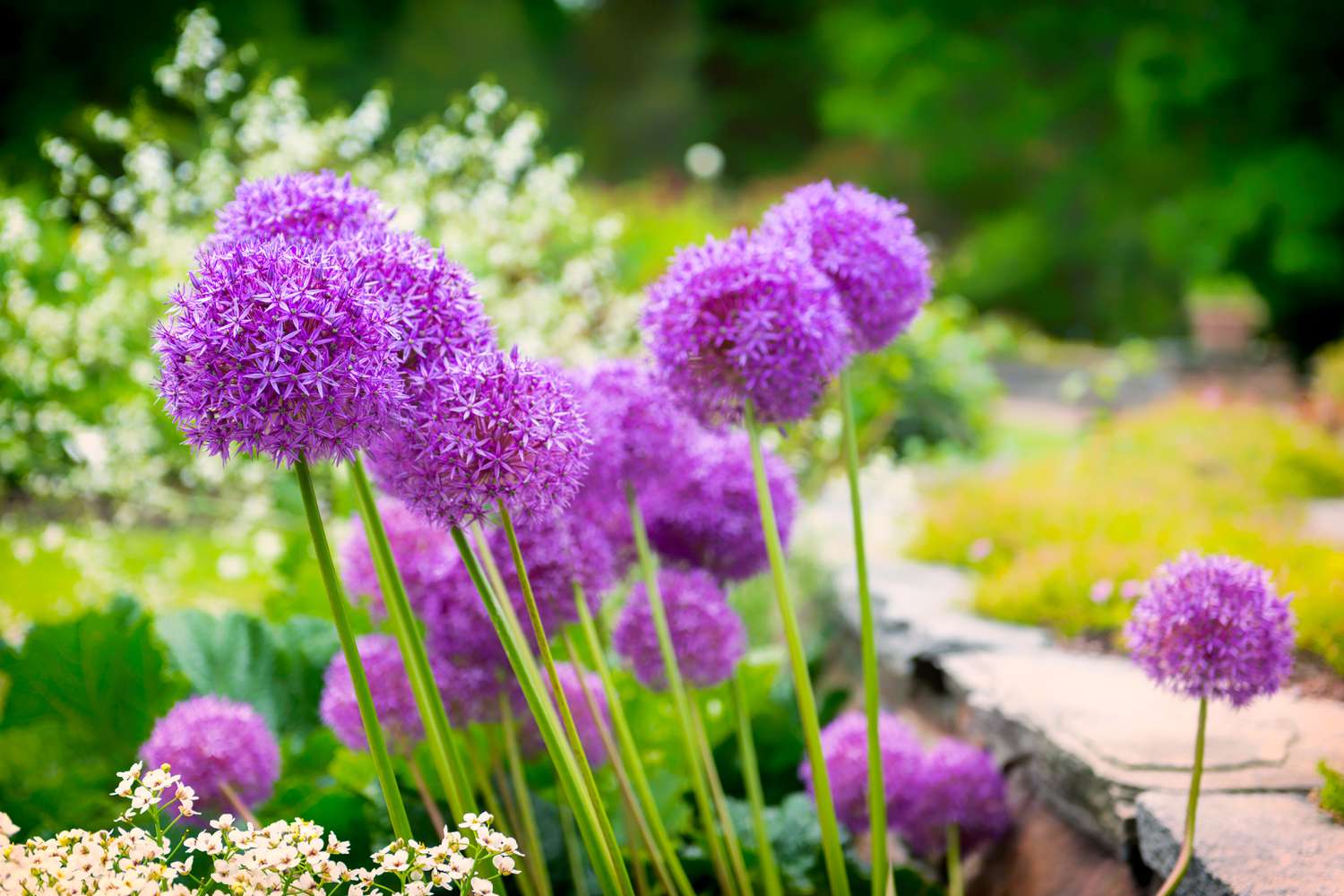 Blooming Yard 72 Blooming Yard -Blooming Yard grow in small garden allium getty 0823 7c6d8ad3b2bf4403b7de9288f6647683